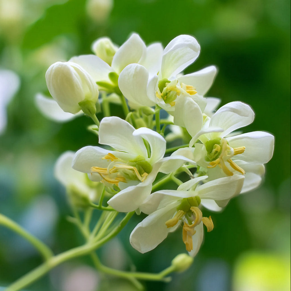 Cosmética sostenible con ingredientes naturales como la moringa. Compromiso con la biodiversidad y el origen ético de cada componente.